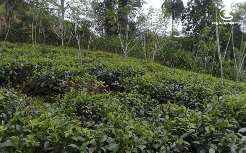 Land for Sale in Avissawella - Land for sale in awisaawella