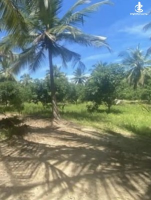 Land for Sale in Negombo - Land for sale in kiralabokka