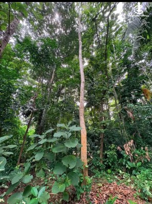 Land for Sale in Polgahawela - Land for sale in polgahawela