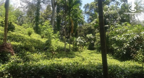 Land for Sale in Yatiyantota - Land for sale in yatiyantota