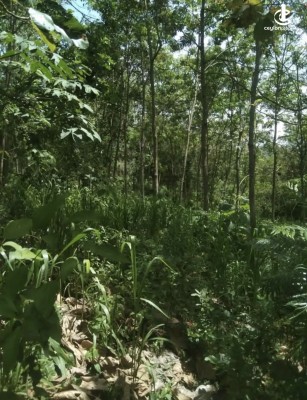 Land for Sale in Monaragala - Land for sale in monaragala