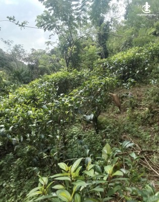 Land for Sale in Ratnapura - Land for sale in rathnapura