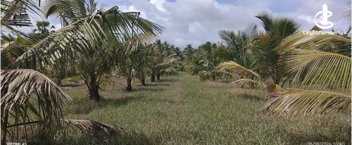 Land for Sale in Puttalam - Land for sale in puttalm