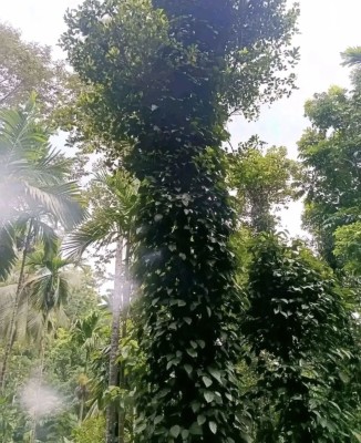 Land for Sale in Avissawella - Land for sale in Awissawella