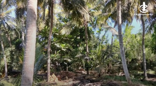 Land for Sale in Mawathagama - Land for sale in mawathagama