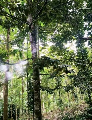 Land for Sale in Avissawella - Land for sale in awissawella