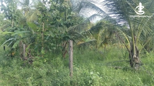 Land for Sale in Weeraketiya - Land for sale in Weeraketiya