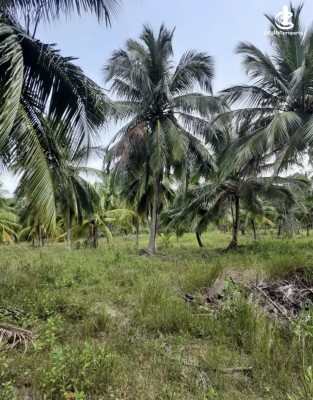 Land for Sale in Chilaw - Land for sale in chilaw