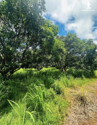 Land for Sale in Anuradhapura - Land for sale in Anuradhapura