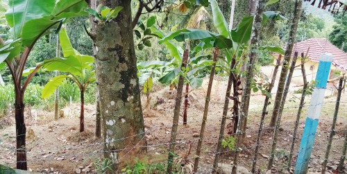 Land for Sale in Pilimatalawa - Land for Sale in Pilimatalawa