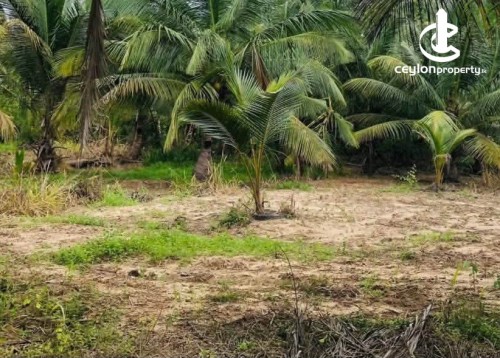 Land for Sale in Panadura - Land for Sale in Panadura