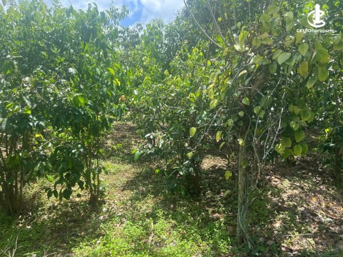 Land for Sale in Matara - Land for Sale in Matara