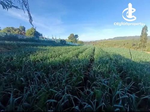Land for Sale in Nuwara Eliya - Land for Sale in Nuwara Eliya