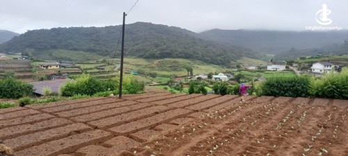 Land for Sale in Nuwara Eliya - Land for Sale in Nuwara Eliya