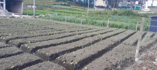 Commercial Property for Sale in Nuwara Eliya - Hotel for sale in Nuwara Eliya