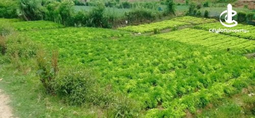 Land for Sale in Nuwara Eliya - Land for Sale in Nuwara Eliya