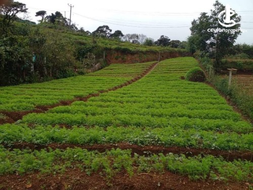 Land for Sale in Nuwara Eliya - Land for Sale in Nuwara Eliya