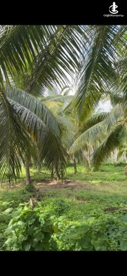 Land for Sale in Chilaw - Land for Sale in Chilaw
