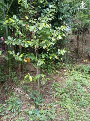 Land for Sale in Katugastota - Land for Sale in Katugasthota
