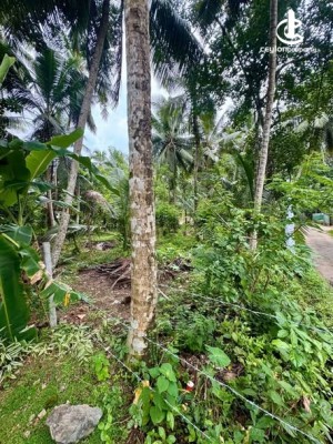 Land for Sale in Horana - Land for Sale in Horana