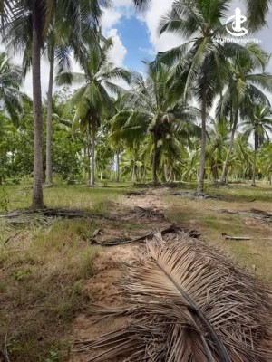 Land for Sale in Chilaw - Land for Sale in Chilaw