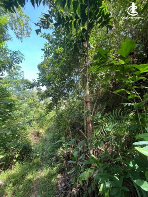 Land for Sale in Ahangama - Prime Land for Sale Near Ahangama