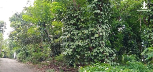 Land for Sale in Kadawatha - 18P Land for Sale 3km from Kadawatha