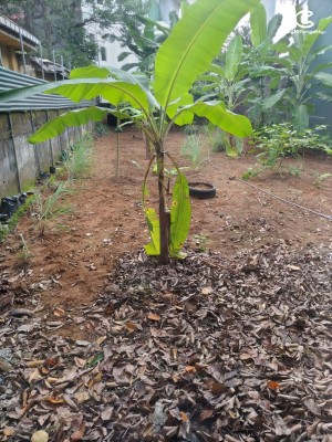 Land for Sale in Colombo 5 (Narahenpita,Havelock Town,Kirulapona North) - 10.5 Perches of Land for sale Colombo 05 - HL35838