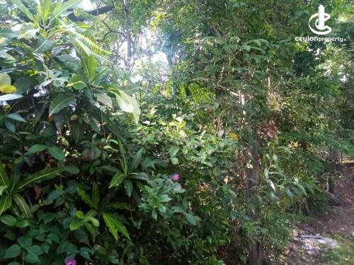 Land for Sale in Nugegoda - 58 Perch Commercial Land for Sale at Chapel Lane, Nugegoda