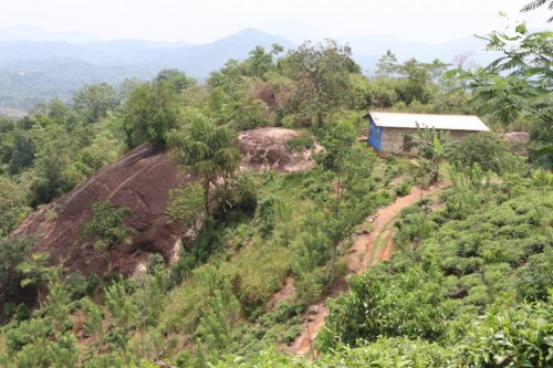 Land for Sale in Ratnapura - 24 Acres Cultivated Land for Sale at Kalawana, Rathnapura