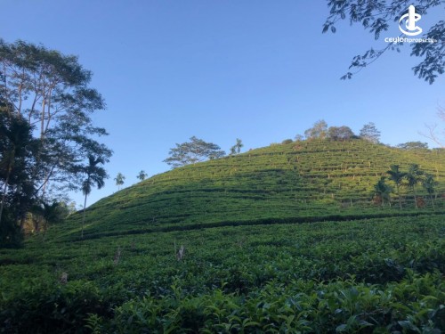 Land for Sale in Kalawana - 50 Acres of Tea and Cinnamon Estate for Sale in Kalawana