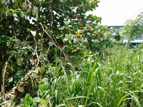 Land for Sale in Malabe - 03 Blocks of Bare Land (33.3 Perch) for Sale in Malabe
