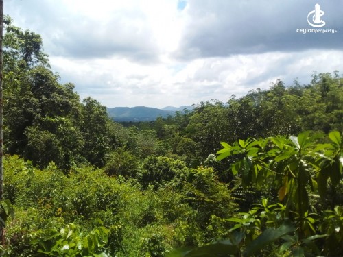 Land for Sale in Ellawala - 17 Acres of Rubber and Tea Estate for Sale in Ellawala