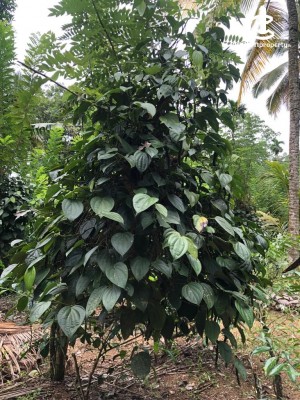 Land for Sale in Nivitigala - 37 Acres of Cultivated Land for Sale in Nivithigala