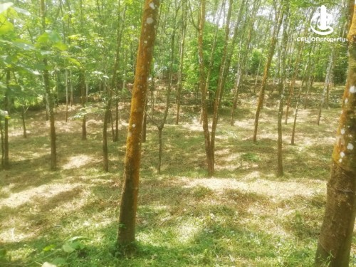 Land for Sale in Avissawella - 32 Acres of Rubber Estate for Sale at Ruwanwella,Avissawella