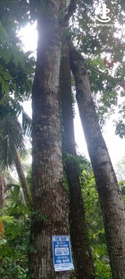 Land for Sale in Kalawana - 12.5 Acres of Agriculture Land for Sale in Kalawana
