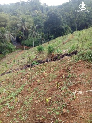 Land for Sale in Deniyaya - 05 Acres of Tea Estate for Sale in Deniyaya