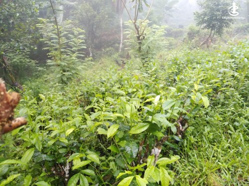 Land for Sale in Deraniyagala - 9 Acres of Tea Land with 4 BR House for Sale in Deraniyagala