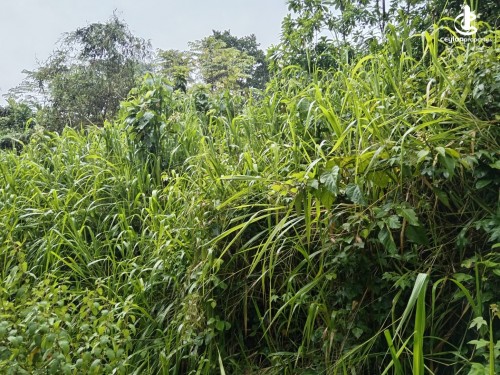 Land for Sale in Bulathkohupitiya - 15Acres of Tea and Rubber Land at Rangalla, Bulathkohupitiya