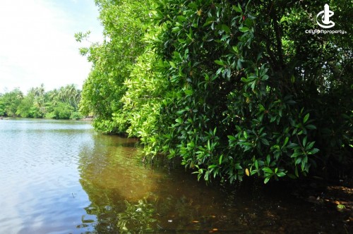Land for Sale in Hikkaduwa - 70 P Long River Frontage Prime Land for Sale in Hikkaduwa