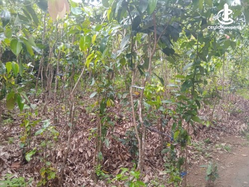 Land for Sale in Galle - 10 Acres of Cinnamon Land with a House for Sale in Galle