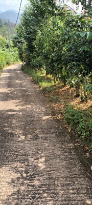 Land for Sale in Ratnapura - 15 Acres of Cinnamon, Tea and a Farm for Sale in Rathnapura