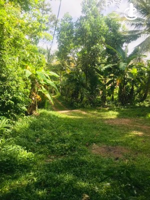 Land for Sale in Dunagaha - 67 Perch Land with a Livable House for Sale at Dunagaha