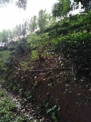 Land for Sale in Rakwana - 22 Acres of Tea Estate for Sale in Rakwana