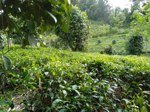 Land for Sale in Ratnapura - 14 Acres of Cultivated Land for Sale at Karadena, Rathnapura