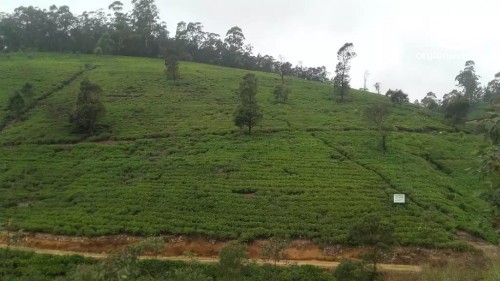 Land for Sale in Kandy - 50 Acres of Tea Estate for Sale at Hewaheta, Kandy