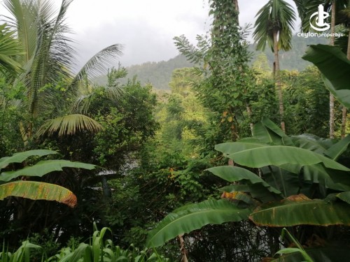 Land for Sale in Kithulgala - 09 Acres of Undeveloped Land for Sale in Kithulgala, Nawela
