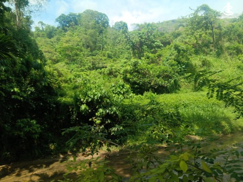 Land for Sale in Galagedara - Galagedara - Kandy Kurunegala Main Road 25 Acres of Land for Sale