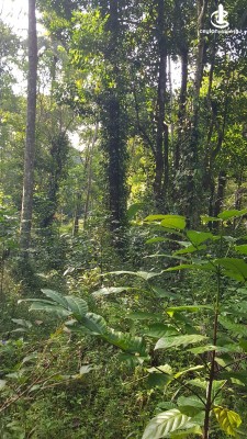 Land for Sale in Kandy - Kandy, Teldeniya 01 Acre of Land for Sale