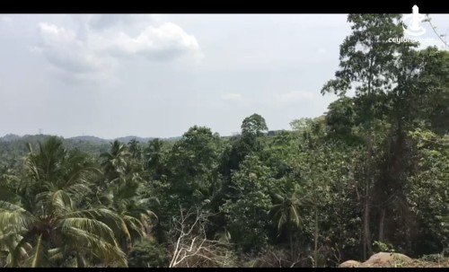 Land for Sale in Tangalla - 03 Acres of Coconut Land for Sale in Tangalle